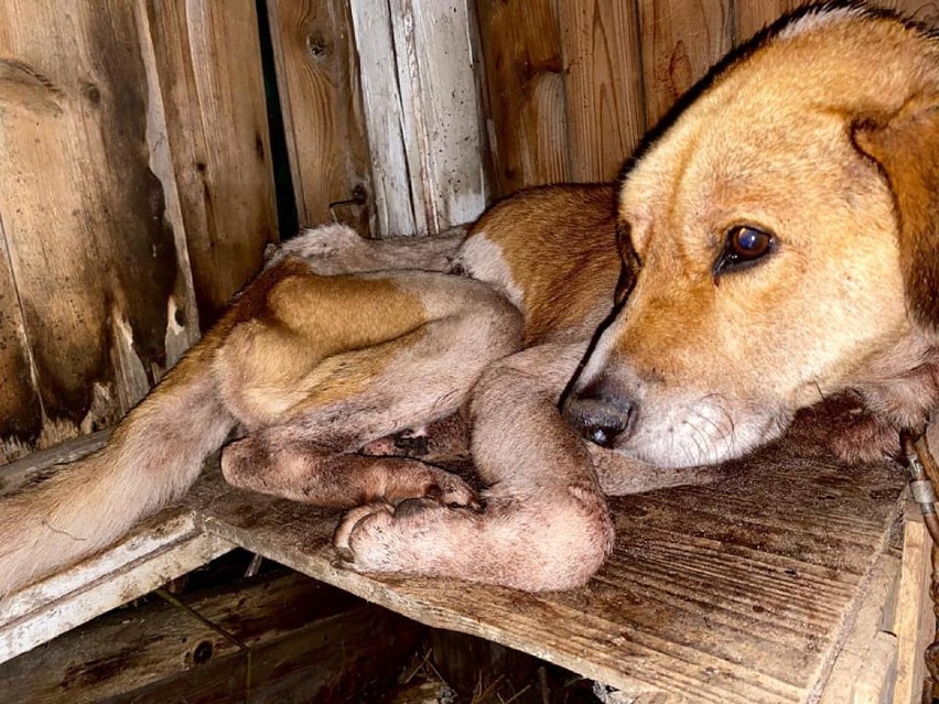 Skrajnie zagłodzony pies odebrany ze wsi pod Kłodzkiem 