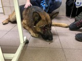 Dino był w krytycznym stanie, mimo to sąd zwrócił psa właścicielowi. Obrońcy zwierząt piszą petycję do ministra Ziobry