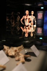 Body Worlds. Kontrowersyjna wystawa o anatomii człowieka po raz pierwszy w Warszawie [ZDJĘCIA]