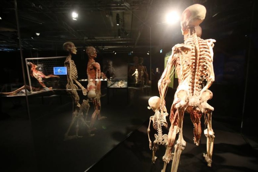 BODY WORLDS. Kontrowersyjna wystawa o anatomii człowieka po raz pierwszy w Warszawie [ZDJĘCIA]