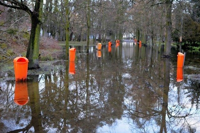 Bobry w mieście plądrują m.in. park Powstańców Wielkopolskich po ubiegłorocznej powodzi.