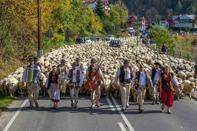 Tradycja wypasu owiec na Podhalu trzyma się mocno.