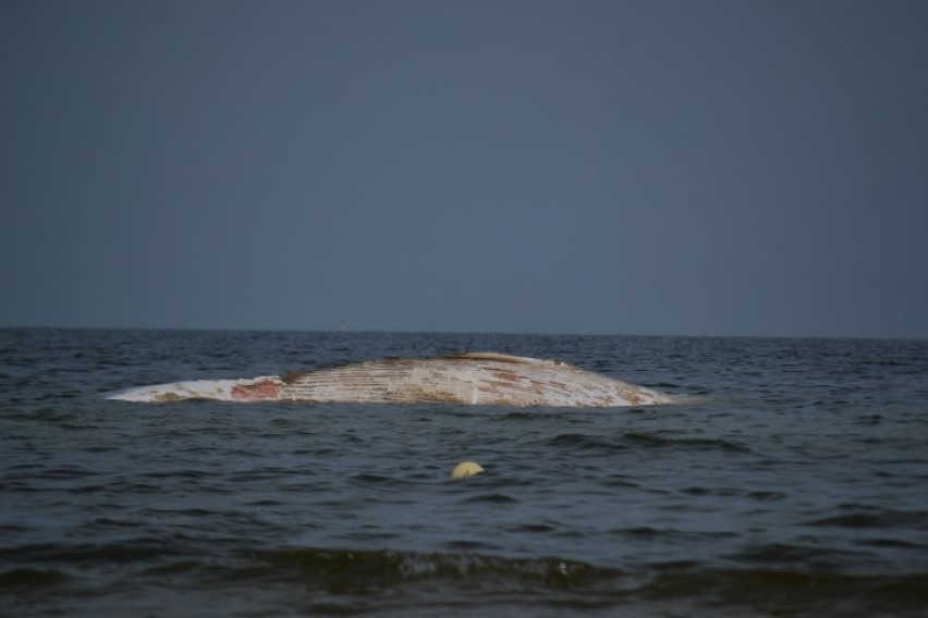 Stegna. W sobotę (22 sierpnia) rano na wysokości plaży...