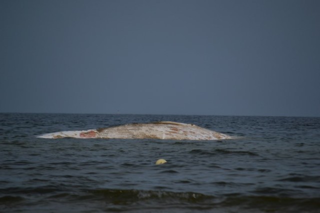 Stegna. W sobotę (22 sierpnia) rano na wysokości plaży głównej w nadmorskiej miejscowości zauważono martwego wieloryba.  Na miejsce właśnie dopłynęła załoga Stacji Morskiej Oceanografii Uniwersytetu Gdańskiego.