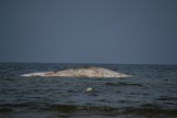 Stegna. Martwy wieloryb na plaży