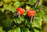 Szukaj szyszek chmielu, dzikiej róży i owoców głogu. Dzikie rośliny i chwasty, które zbierzemy we wrześniu. Jak je wykorzystać?