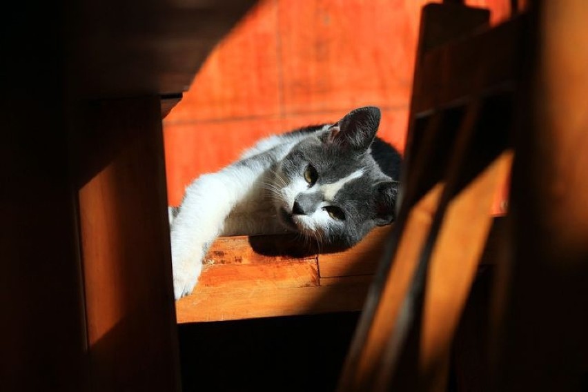 W Jastrzębiu powstanie więcej domków dla miejskich kotów. Trwają konsultacje ze spółdzielniami