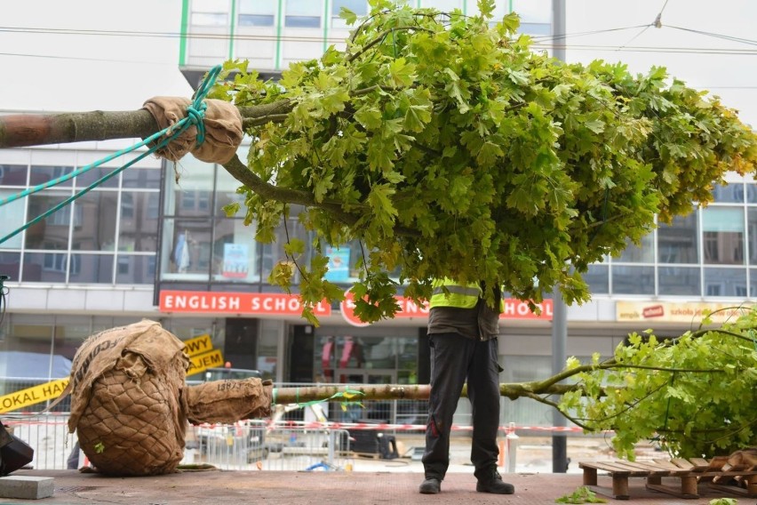 W Szczecinie zasadzą setki drzew! Drzew będzie aż 635 w różnych częściach miasta. Ogłoszono przetarg na nasadzenia