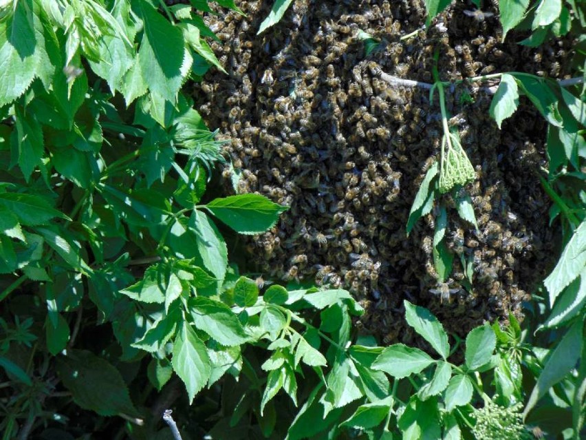 Niebezpieczny rój pszczół w Wyszynach. Interweniowała straż [ZDJĘCIA]