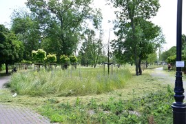 Żnin. Koszenie trawy w Parku Miejskim. Mają powstać tam trzy łąki kwietne  [zdjęcia] | Żnin Nasze Miasto