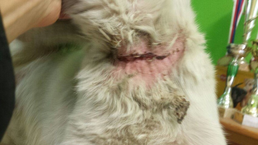 Powiat Gniezno: Pies miał ranę na szyi. Ktoś chciał mu podciąć gardło? Już trafił do nowej rodziny 