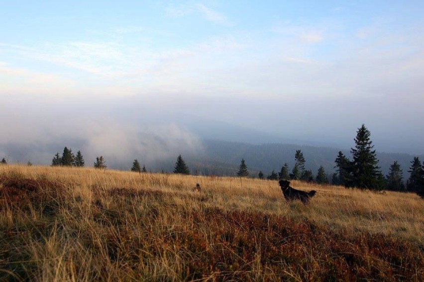 Pierwszy śnieg już w ten weekend. GOPR ostrzega