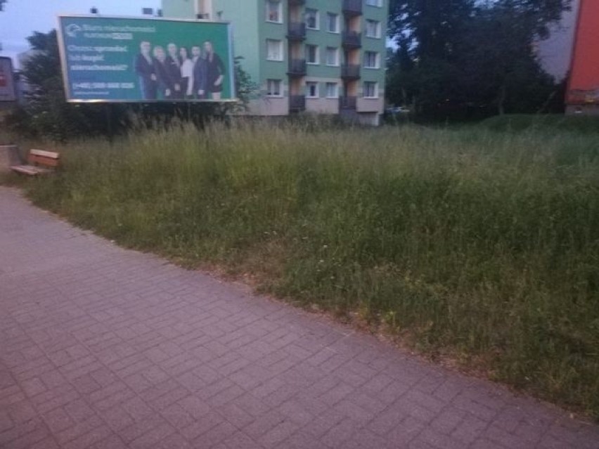 Wysokość traw przy ulicy Sucharskiego w Zielonej Górze sięga...