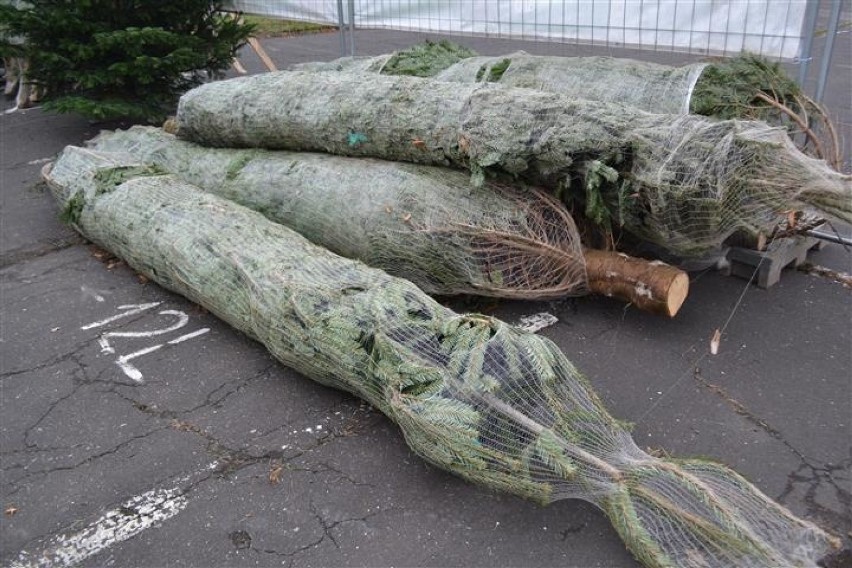 Częstochowa: bożonarodzeniowe drzewka już czekają na nabywców [ZDJĘCIA]