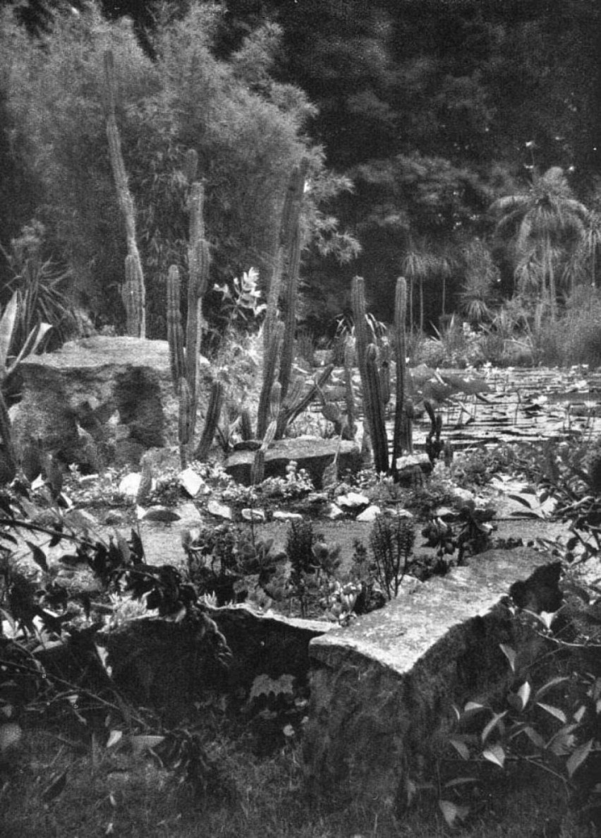 Legnicki park i palmiarnia przed II Wojną Światową