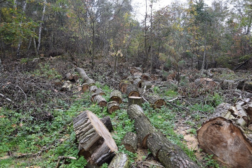To pozostałości po wycince drzew w Wełnowcu