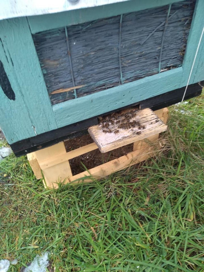 Przyroda zwariowała. Pszczoły z pasieki w Szczecinku obudziły się w środku zimy