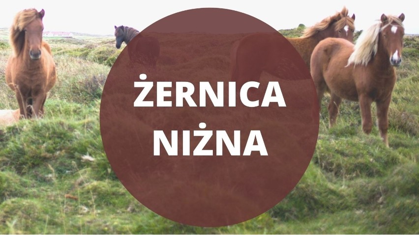 Gmina Baligród, powiat leski. Żernica Niżna uległa zupełnemu...