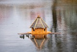 Opalenica: Pływające domki dla kaczek przyjęte z ogromnym entuzjazmem przez mieszkańców!