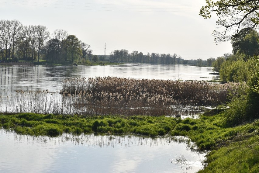 Odra znów jest wyższa w Krośnie Odrzańskim. Port ponownie...