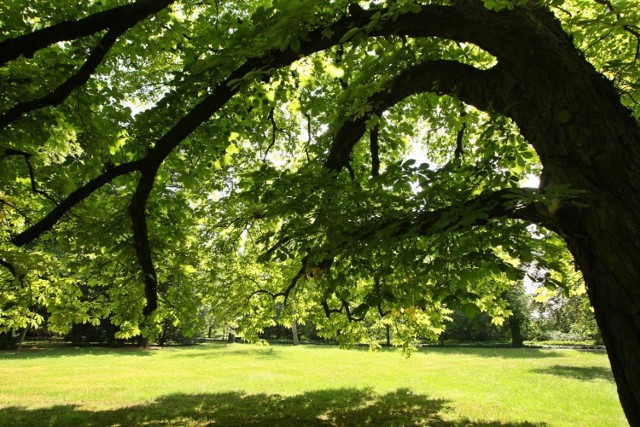 Drzewa w Parku Szczytnickim we Wrocławiu
