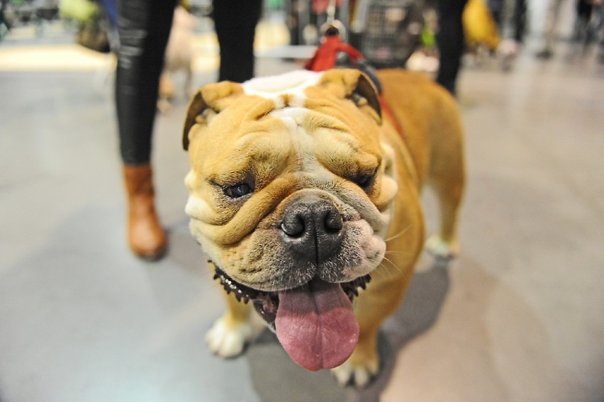 Buldog angielski?
- Ta rasa ma ADHD - stwierdza właścicielka...