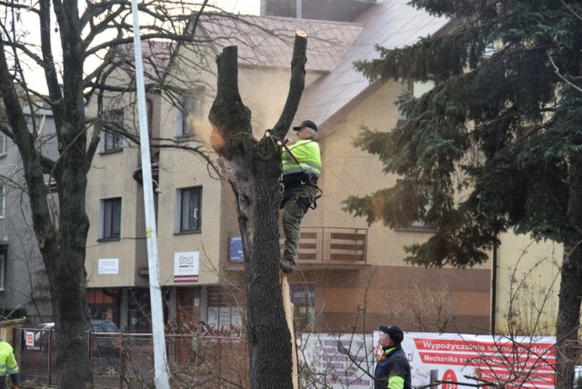 Uszkodzone drzewa przy ul. Konarskiego