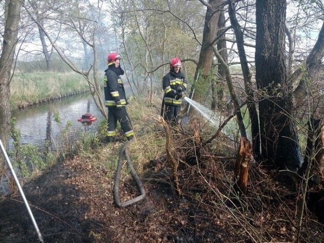 We wtorek około godziny 16 w Białogardzie doszło do pożaru trzcinowiska, porastającego brzegi rzeki Liśnicy. Do działań gaśniczych zostały zadysponowane dwa zastępy strażaków z JRG w Białogardzie. 

Po przyjeździe na miejsce zdarzenia stwierdzono, że pali się trzcina w trudno dostępnym dla pojazdów pożarniczych terenie. Ratownicy pieszo dotarli do miejsca pożaru wraz ze sprzętem niezbędnym do podjęcia działań gaśniczych. 

Działania strażaków polegały na zabezpieczeniu terenu, budowie stanowiska wodnego na rzece oraz tzw. podaniu prądu wody na palące się trzciny i korzenie drzew. Pożar ugaszono, a pojedyncze zarzewia ognia dogaszono podręcznym sprzętem gaśniczym. Przypuszczalną przyczyną pożaru było podpalenie. 

Zobacz także Olbrzymi pożar opuszczonej hali w Białogardzie (archiwum)
