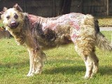Drastyczne przypadki maltretowanych psów (ZDJĘCIA)