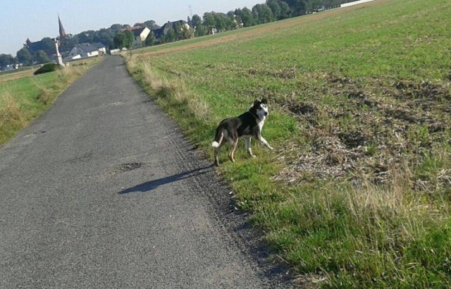 Pies pogryzł kobietę w Walcach.