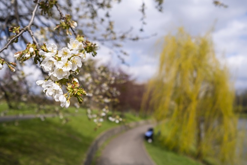 Park Kępa Potocka zachwyca mieszkańców i turystów. Piękne miejsce na wiosenny spacer