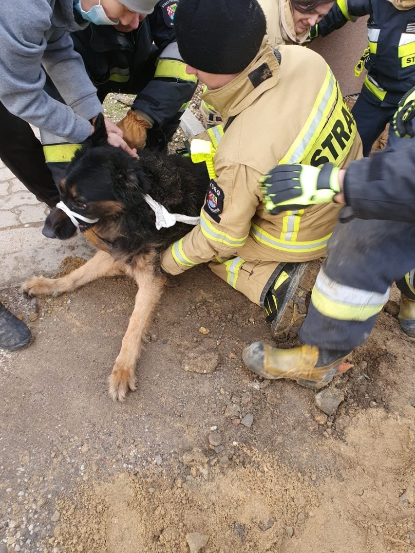 Strażacy z Boguszowa - Gorc uratowali psa w typie owczarka...