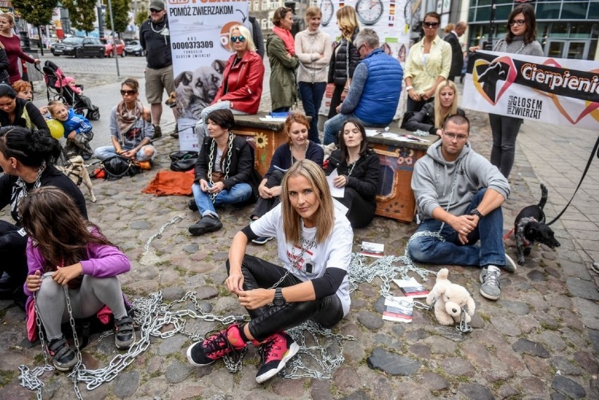 Na Półwiejskiej przykuli się łańcuchami do budy