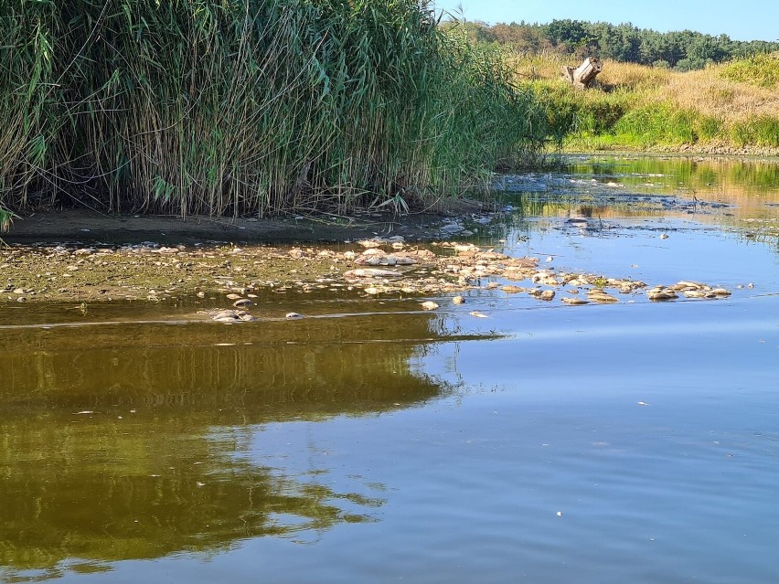 Ponad 15 ton śniętych ryb wyłowiono tylko na krośnieńskim...