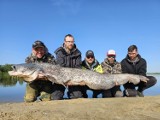 Sum - gigant wyłowiony z Wisły. Ryba nosiła ślady walki z jeszcze większym okazem. Mamy zdjęcia i film