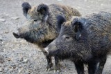 Nowy Sącz. Dziki znowu grasują na osiedlach. W mieście pojawia się także coraz więcej lisów