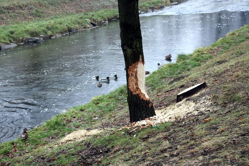 Legnica: Bobry nie dają za wygraną, przegryzają kolejne drzewa, zobaczcie zdjęcia