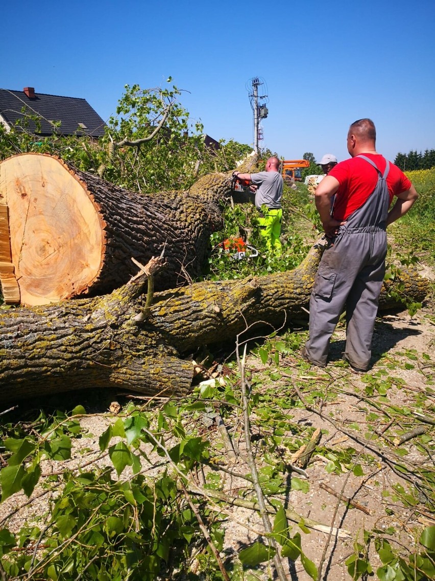 Żelistrzewo jak z bajki. Jest Krecik, będą Kajko i Kokosz