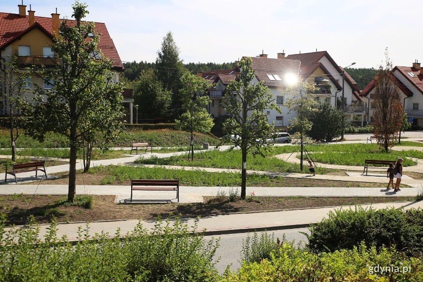 Gdynia ratuje drzewa z terenów prowadzonych inwestycji. Z placu budowy trafiły w bezpieczne miejsce