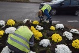 Zielona Góra, Sulechów kupują chryzantemy. Mieszkańcy włączają się w akcję sadzenia