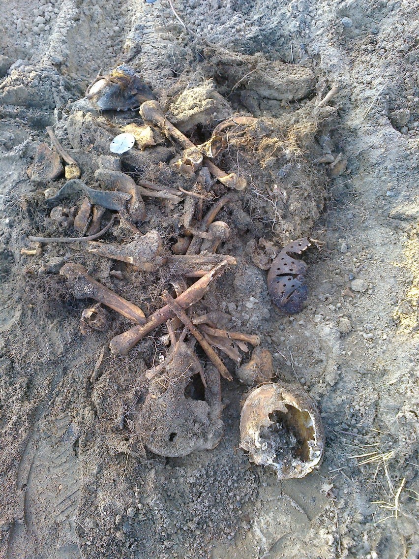 Kostrzyn - to właśnie tutaj znaleziono m.in. 17 śmiertelnie groźnych pocisków moździerzowych i ludzkie szczątki.