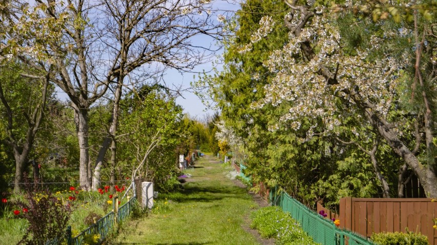 Inowrocławianie chętnie przebywają na działkach