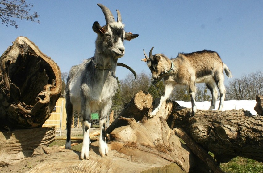 Zwierzęta ze szkoły w Bogdańczowicach