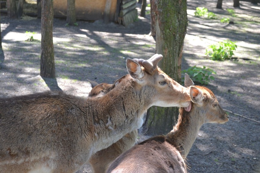 Jedną z atrakcji w Parku Kuronia w Sosnowcu jest mini zoo....