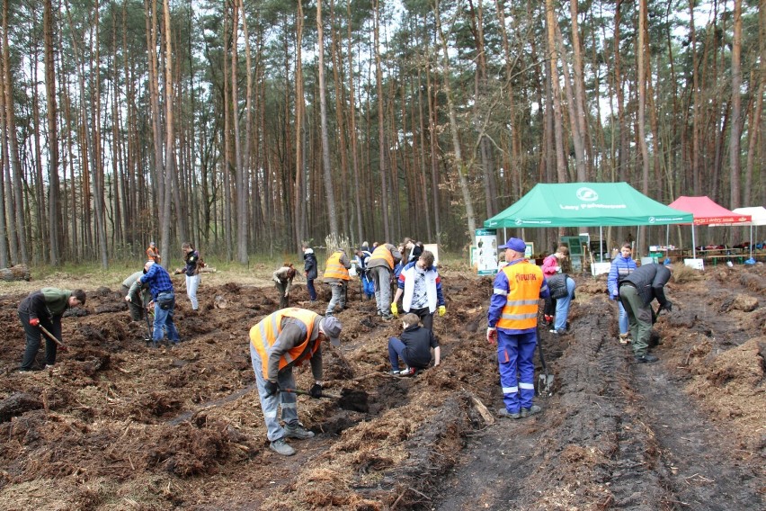 Jarosław w akcji z okazji Światowego Dnia Ziemi. Posadzono drzewa na Rynku i w okolicach Radawy [ZDJĘCIA]