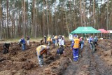 Jarosław w akcji z okazji Światowego Dnia Ziemi. Posadzono drzewa na Rynku i w okolicach Radawy [ZDJĘCIA]