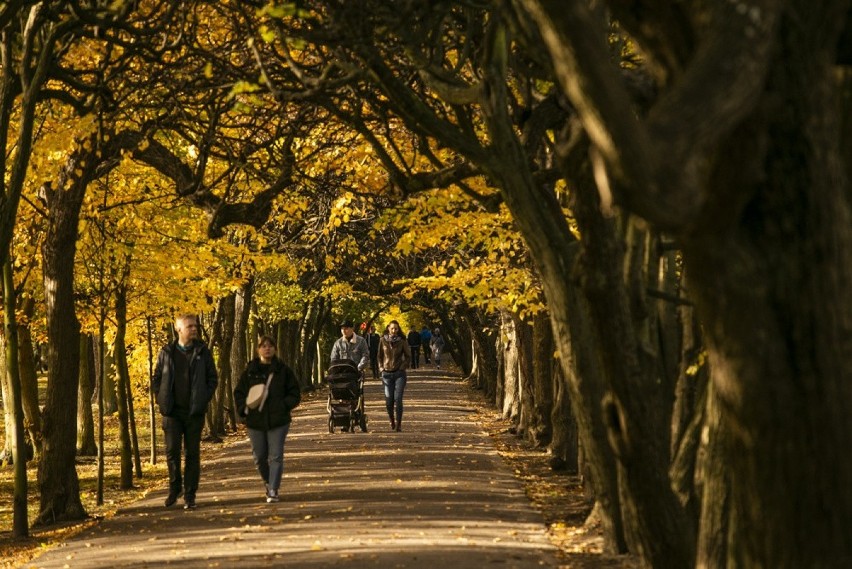 Park Oliwski jesienią