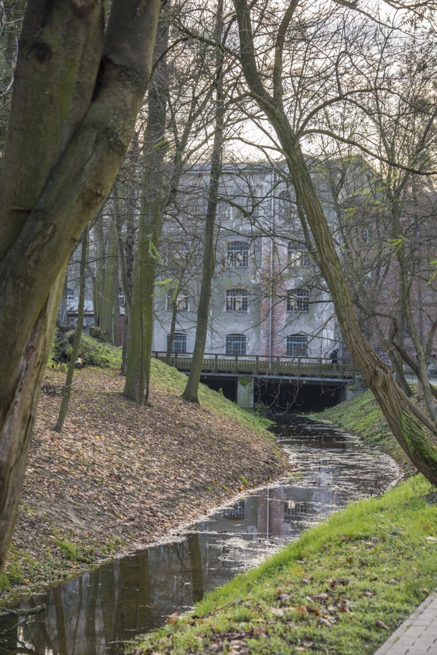 Gmina Oborniki pozyskała las Dalhmanna. Wcześniej nie był jej własnością