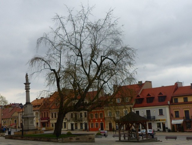 Klon, nazywany zwykle „drzewem pod Ratuszem”, zostanie w najbliższych dniach wycięty. Zaatakowały go grzyby, a zgnilizna może spowodować nawet wyrwanie drzewa z korzeniami.