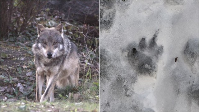 Świadek twierdzi, że widział wilka w okolicy działek przy ul. św. Katarzyny. To jego tropy?